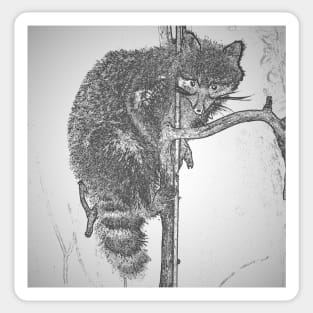 Climbing Racoon Sticker